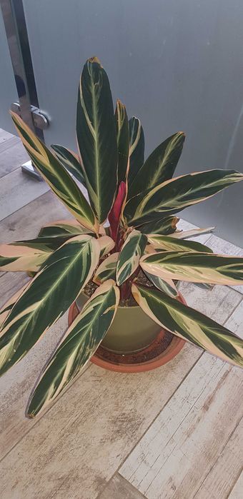 Stromathea Sanguina