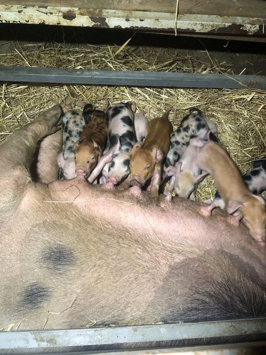 Porcos para recria pietran x duroc