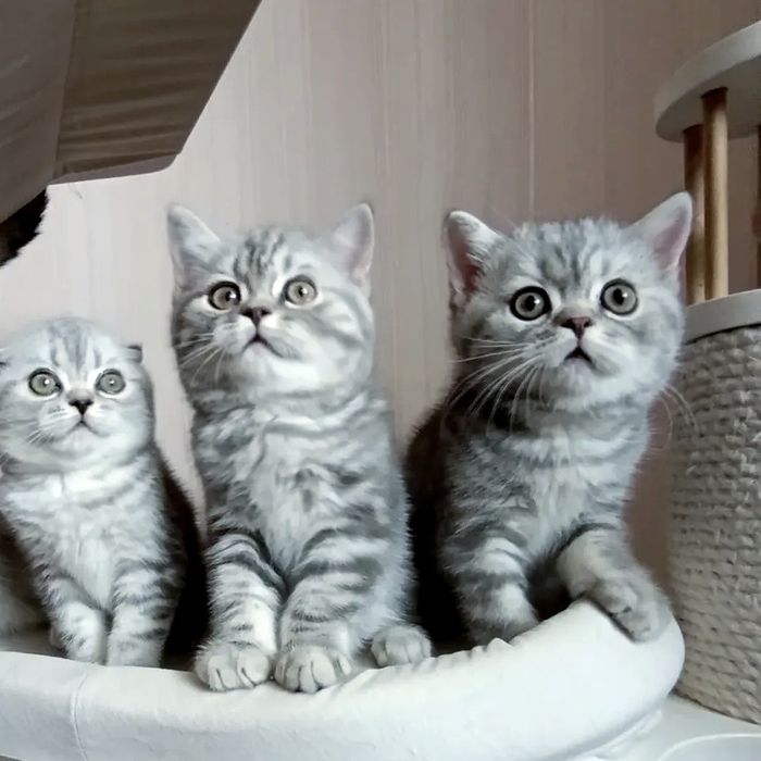 Справжня   краса