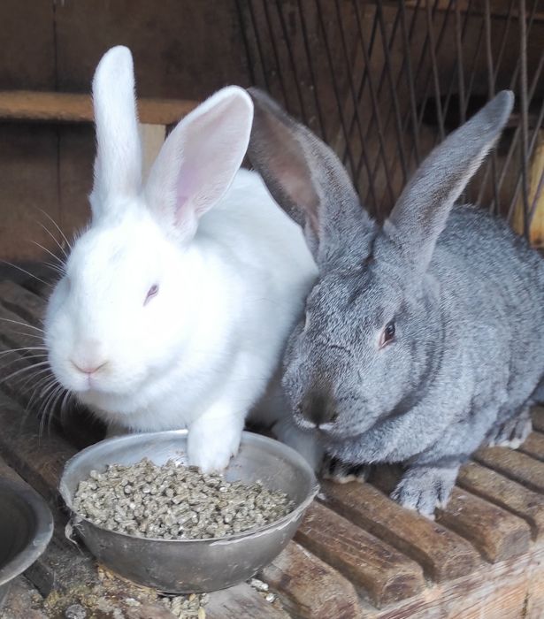 Кролики  різних порід
