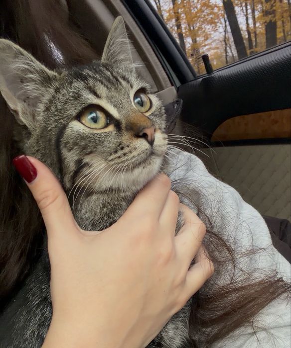 Котик 7 місяців, дуже лагідний