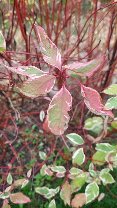 Дерен Елегантисима