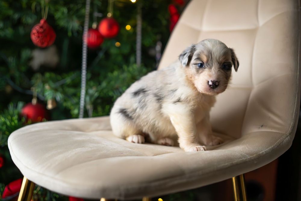 Owczarek Australijski Suczka