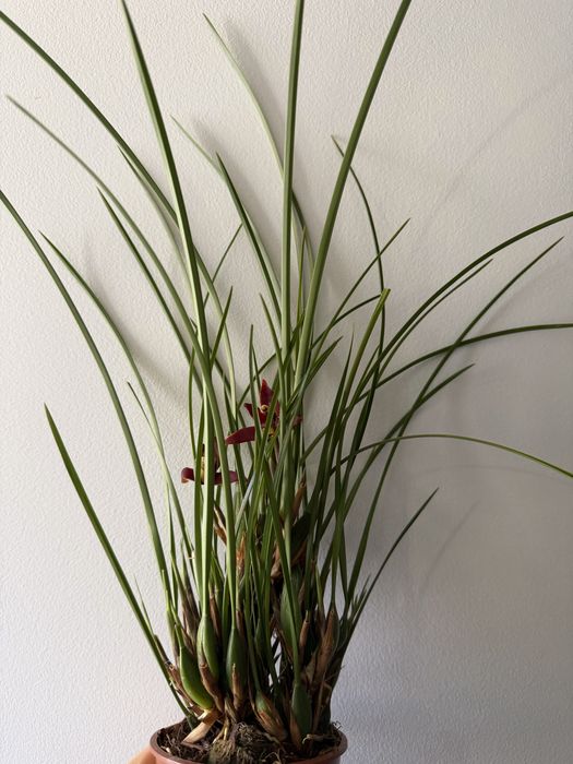 Orquideas maxillaria tenuifolia coco