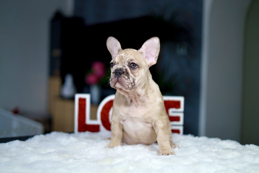 Buldog Francuski