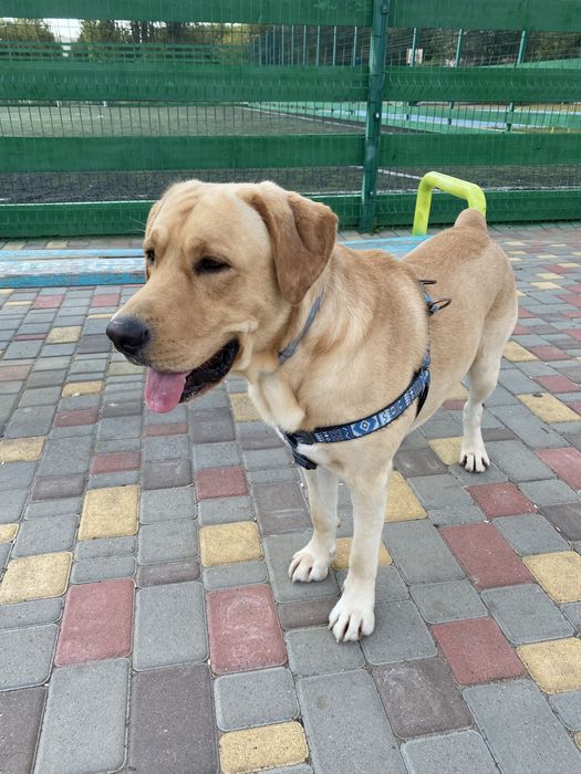 Лабрадор вязка