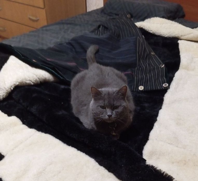 Дора кошечка в хорошие руки