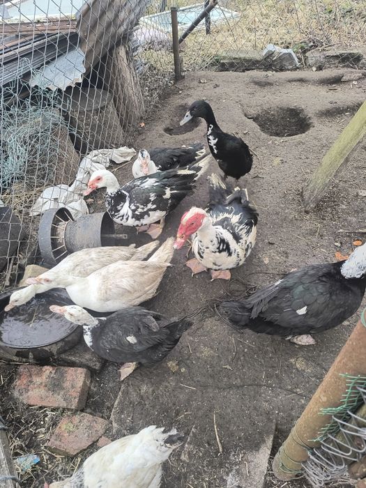 Sprzedam kaczki francuskie