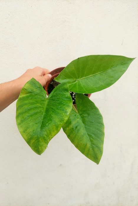 [Planta] Alocasia brisbanensis