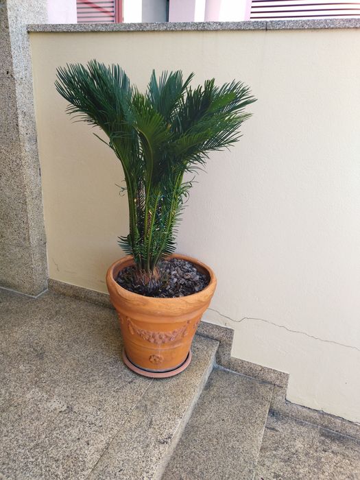 Palmeira cyca revoluta