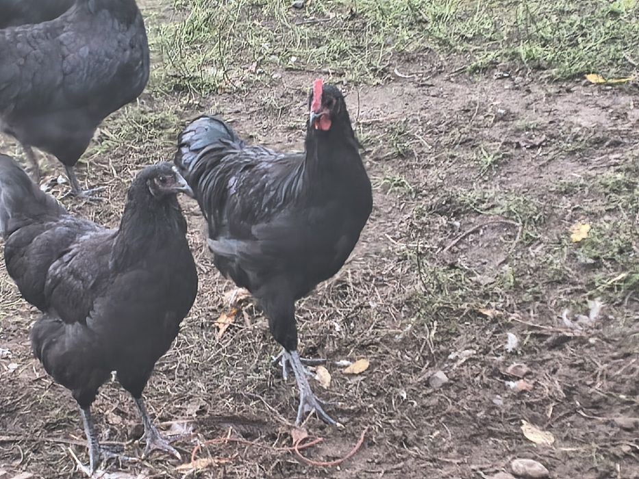 Koguty Australorp białe i czarne