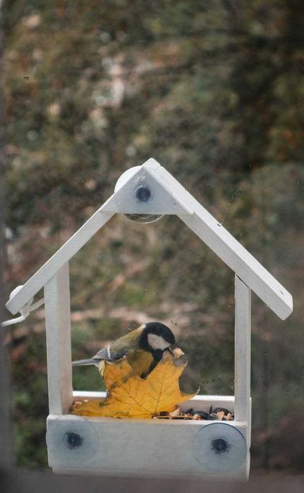 Годівничка для птахів на скло
