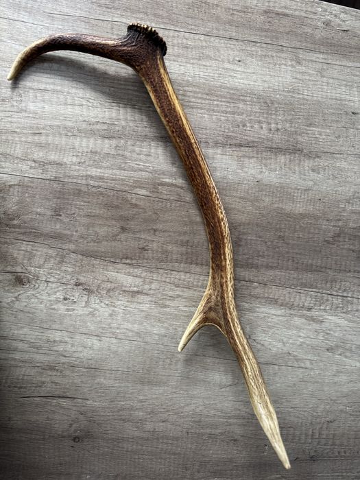 Poroże jelenia 56 cm – naturalne, dekoracyjne