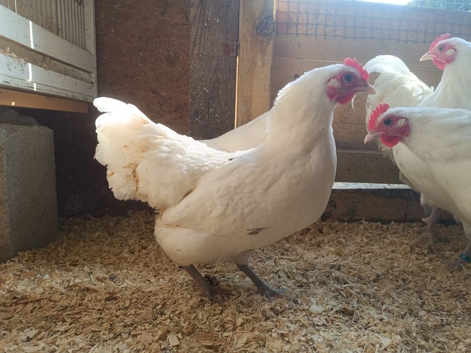 Australorpy miniaturowe