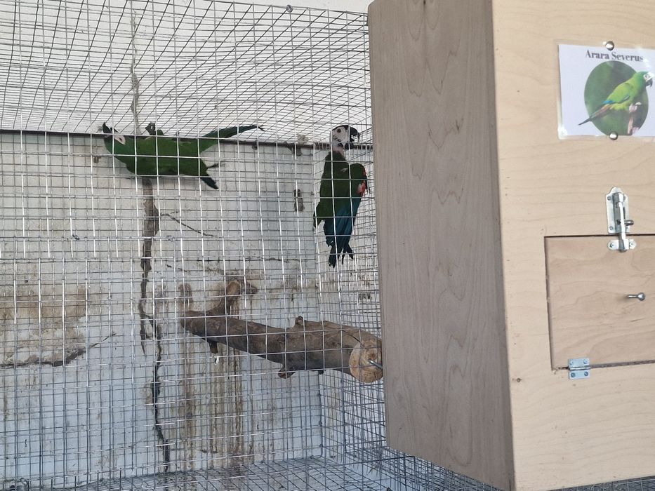 Araras severas adultas