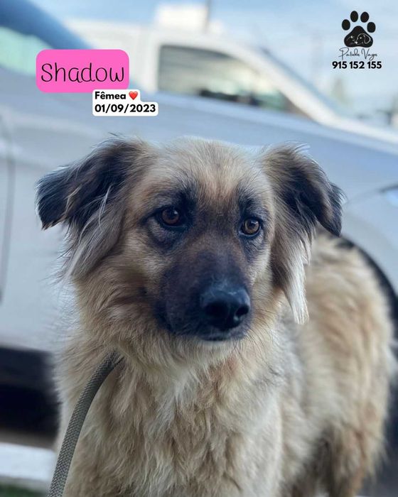 Cadela para adoçao(Shadow)