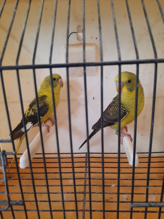 Piriquitos asas negras