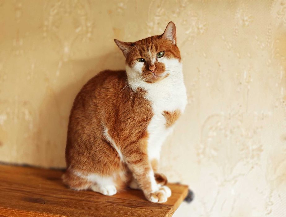 Кіт, котик Цезар (1,5 рочки) – терміново шукає дім!