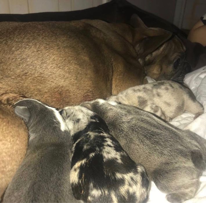 Шикарный мальчик Французик Арлекин дарк мерль ждет дам НА ВЯЗКУ!