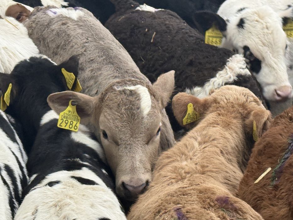 Sprzedam byczki jakłóweczki cielaki odsadki
