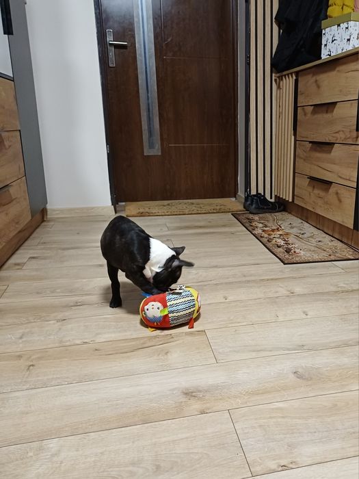 Buldog Francuski suczka