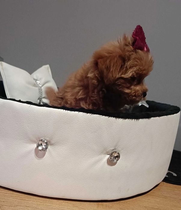 Кукольна Мальтипу дівчинка зроблена за віком обробка та вакцинація