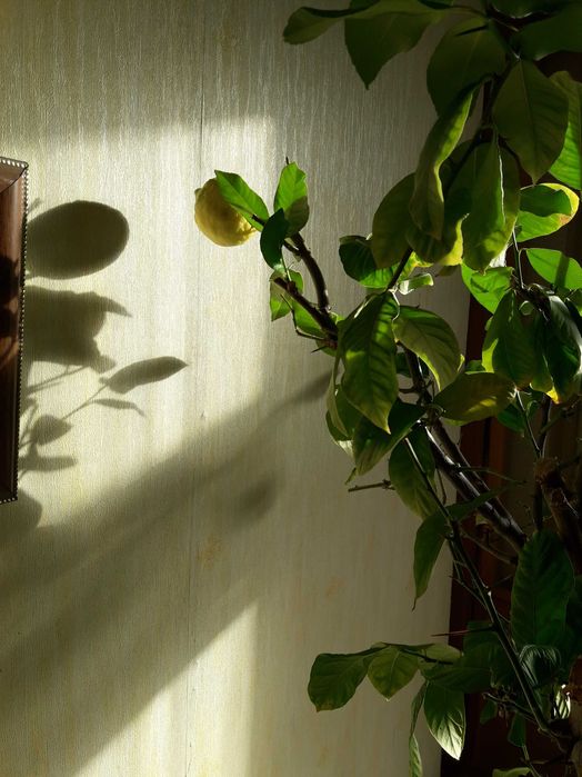 Лимонное дерево с плодами