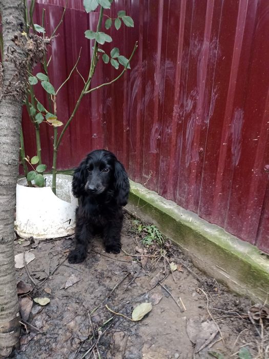 Чорний англійський спаніель