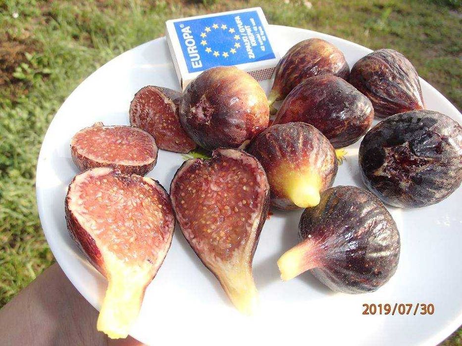 Figa Ronde de Bordeaux owocująca w donicy