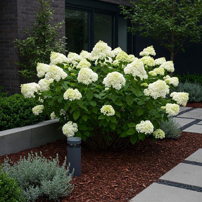 Hortensje Wiele odmian - ceny w detalu jak w hurcie! PROMOCJA