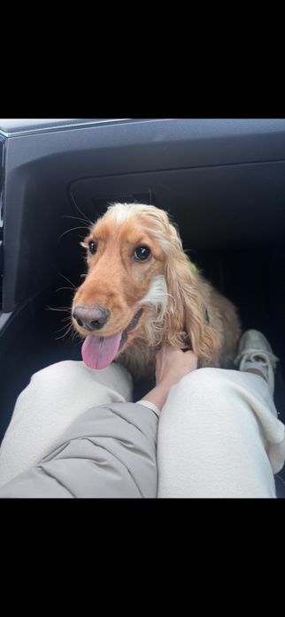 Cocker Spaniel  szuka domu