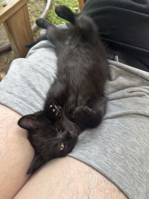 Кошечка котик кот