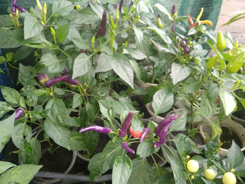 перчик комнатный