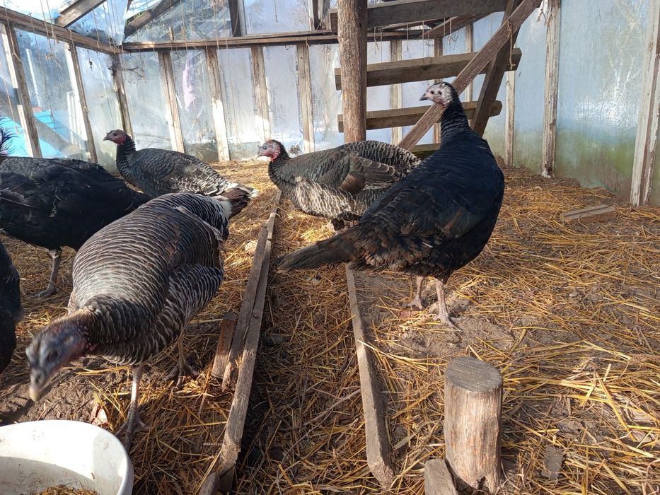 Indyczki czarne i brązowe