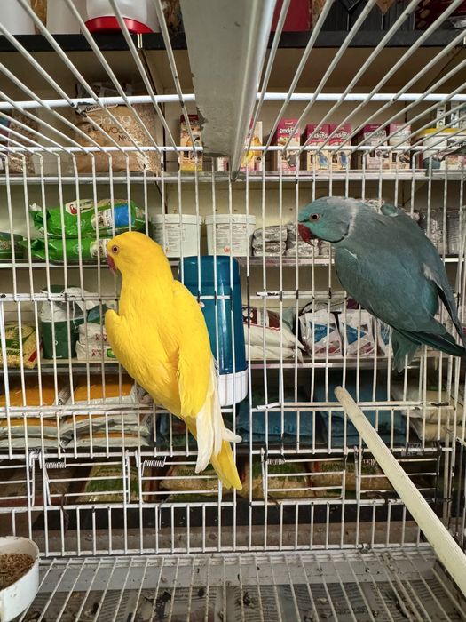 Casal ring necks