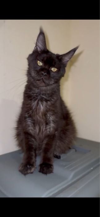 Мейн-кун дівчинка виводиться з розведення