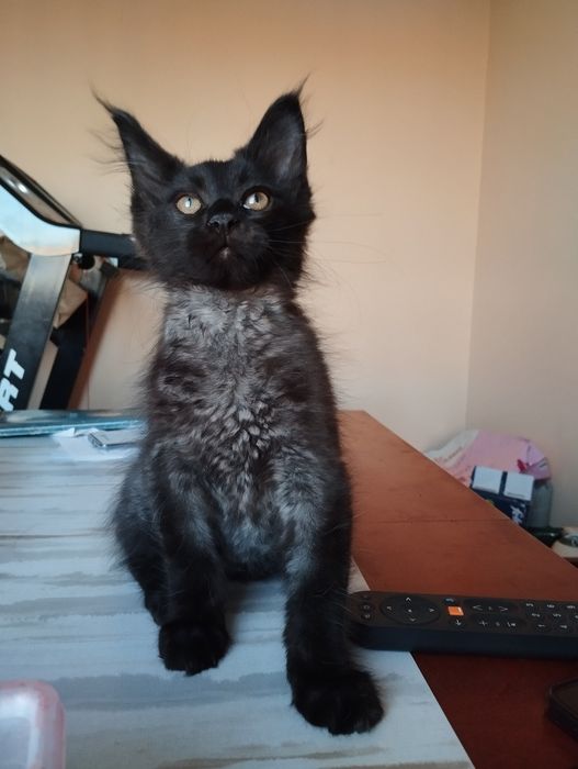 Kocurek Maine Coon