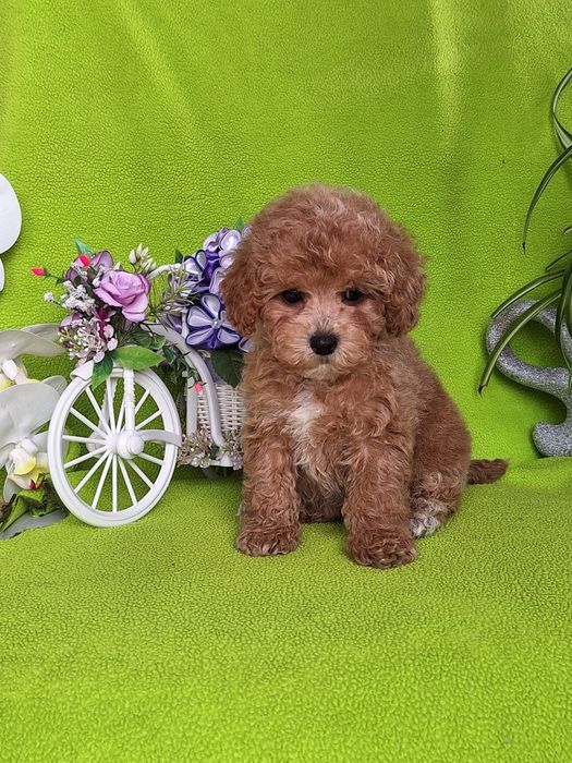 Pudel toy & maltipoo to piękny maltipoo z certyfikatem