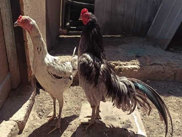 Суматра срібло, блакитна, яйце інкубаційне