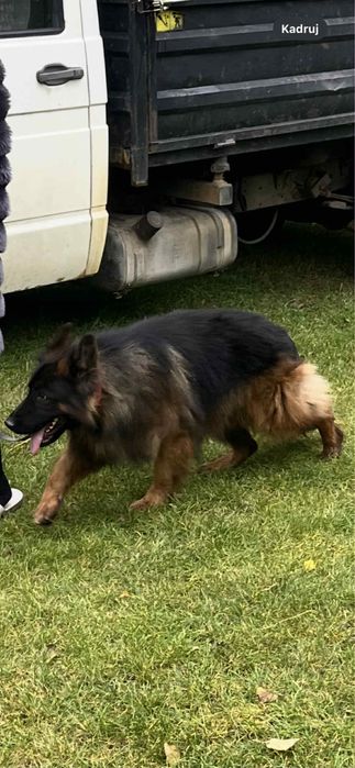 Owczarek niemiecki 3 letni dobry reproduktor