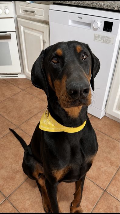 Doberman macho para acasalar