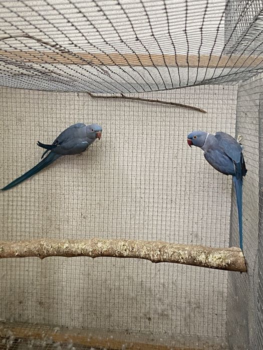 Casais de ring necks