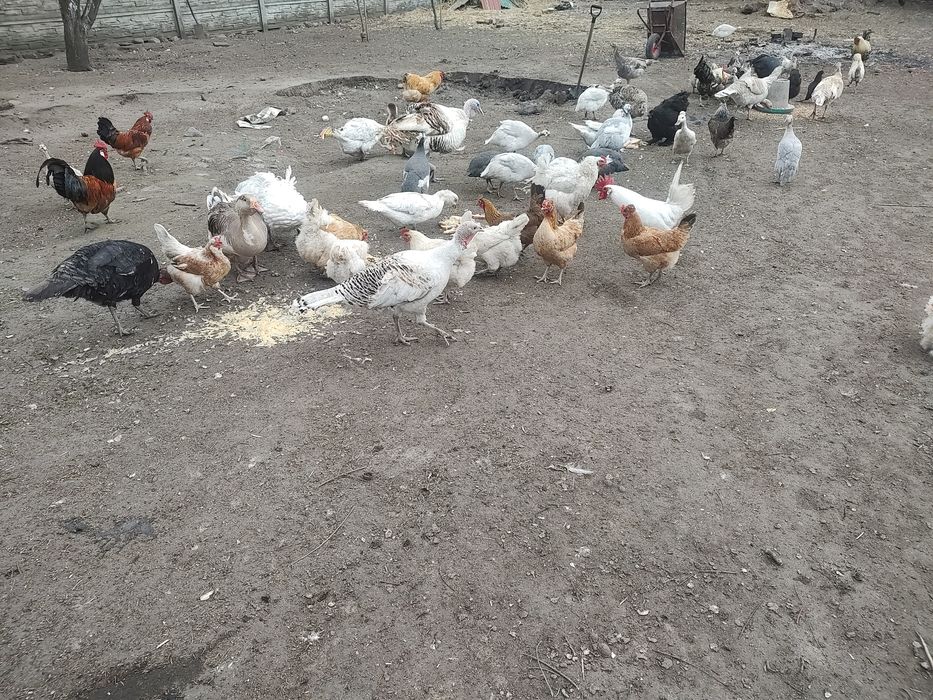 Jaja legowe kur mix ras