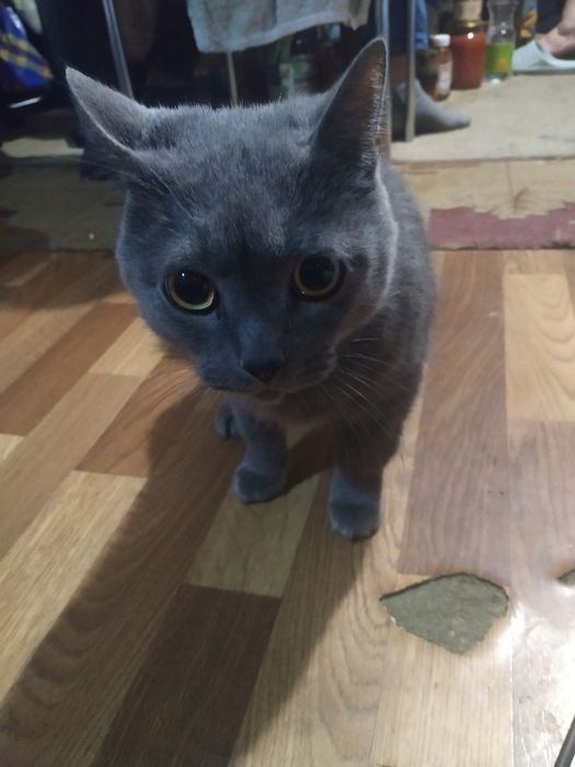 Кот порода Британець