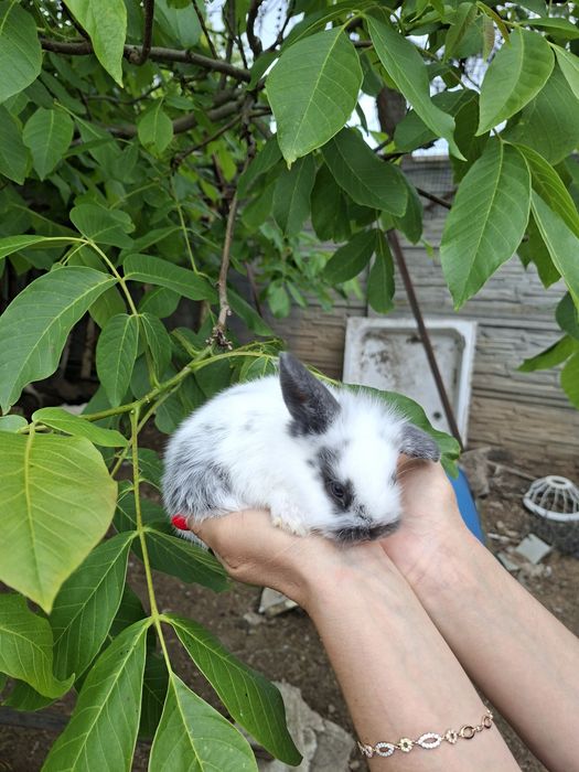 Króliki karzełki i mini lop.