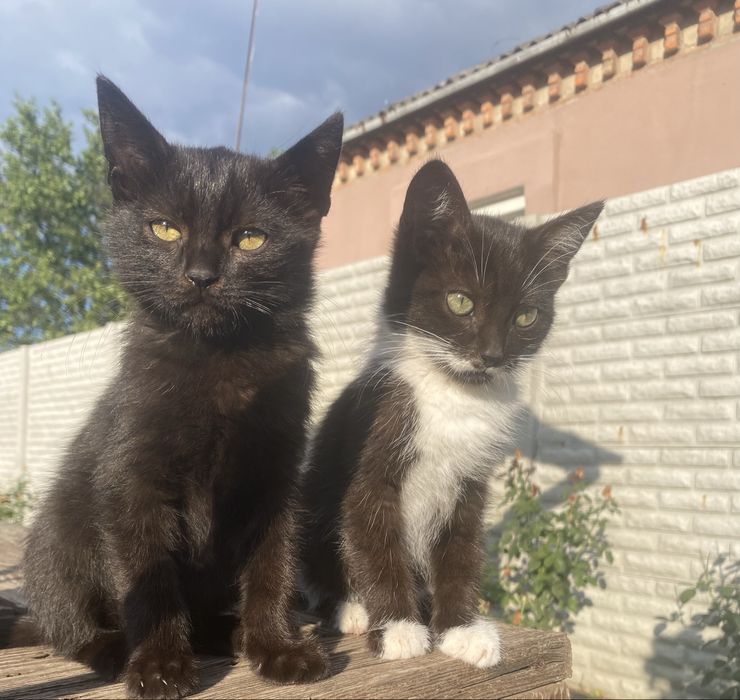 Кошенята в добрі руки