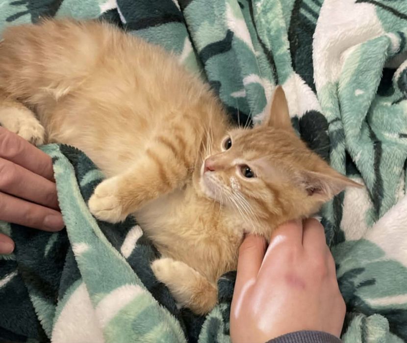 Małe kotki szukają domków