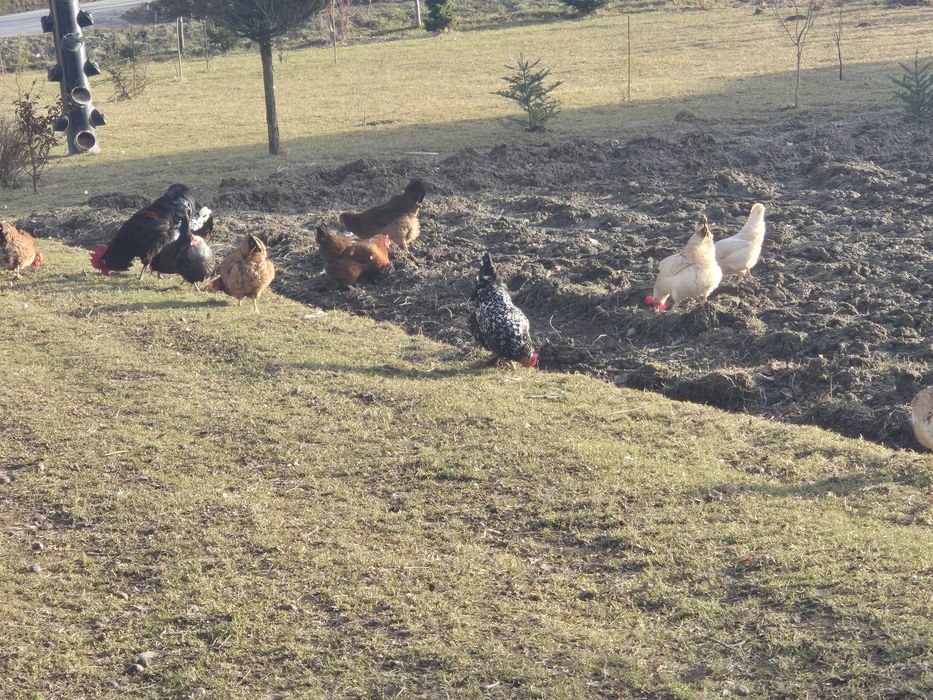 Jaja legowe kury zagrodowe