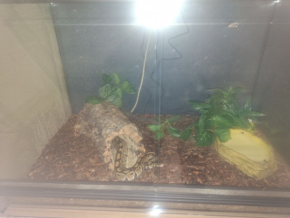 Terrarium z wężem