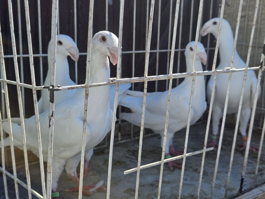 Niemieckie wystawowe białe